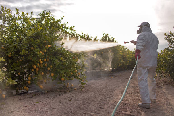 Best Pest Inspection Near Me  in East Quincy, CA