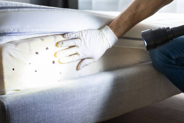 Best Pest Removal Services  in East Quincy, CA
