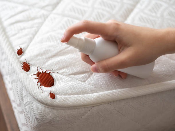 Best Pest Control Near Me in East Quincy, CA