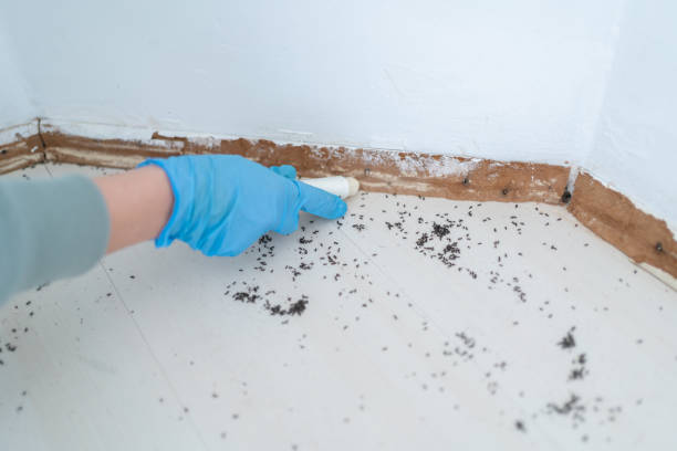 Best Local Pest Control Services  in East Quincy, CA
